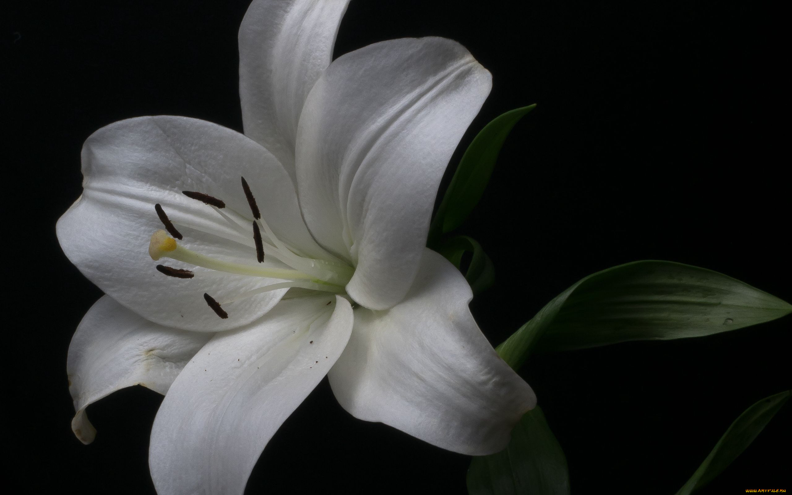 �����, �����,  ���������, �����, �����, �����